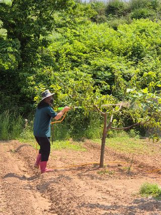 김영진님의 복숭아 · 영농일지 작성글 사진