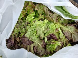 향양농장 사랑합니다님의 상추 · 영농일지 작성글 사진