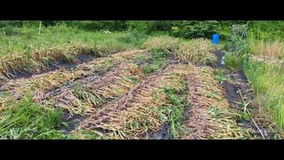 비지땀님의 마늘 · 영농일지 작성글 사진