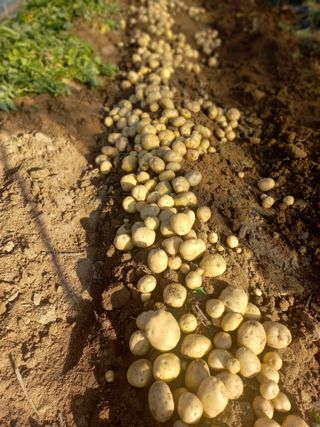 농민님의 감자 · 영농일지 작성글 사진