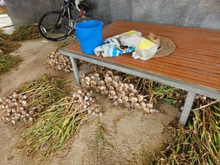 유명숙님의 마늘 · 영농일지 작성글 사진