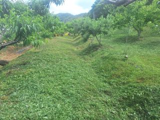 정희군님의 복숭아 · 영농일지 작성글 사진