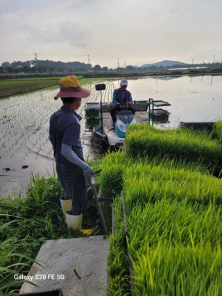 한금택님의 벼 · 영농일지 작성글 사진