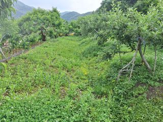 정희군님의 복숭아 · 영농일지 작성글 사진