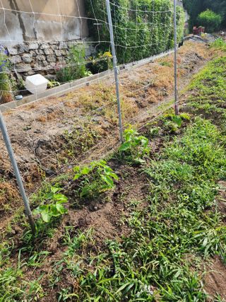 강동신님의 콩 · 영농일지 작성글 사진