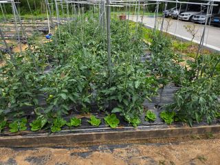 용진님의 고추 · 영농일지 작성글 사진