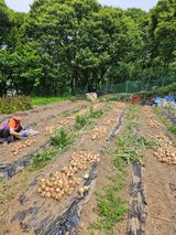 팜모닝 기타작물·영농일지 게시글 이미지