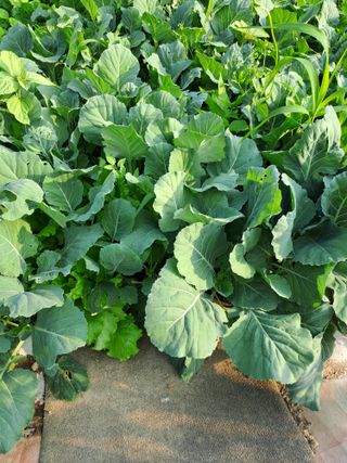 홍성호님의 기타작물 · 영농일지 작성글 사진