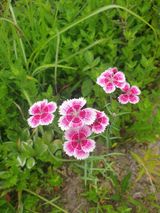 팜모닝 기타작물·영농일지 게시글 이미지