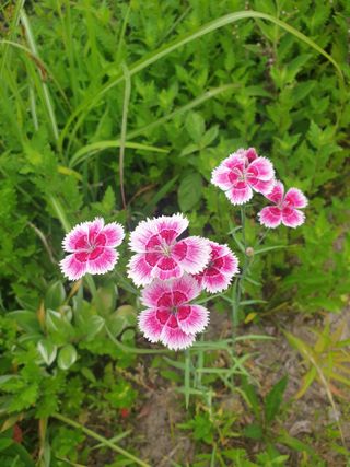 김윤숙님의 기타작물 · 영농일지 작성글 사진