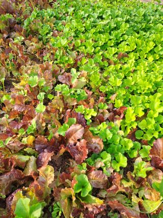 홍성호님의 기타작물 · 영농일지 작성글 사진