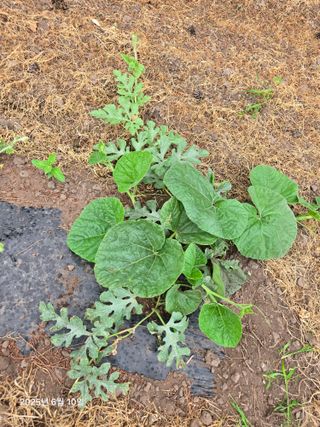 Captain김상곤님의 호박 · 영농일지 작성글 사진