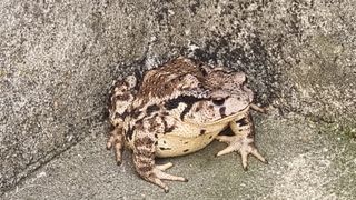 촌사리님의 참깨 · 영농일지 작성글 사진