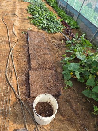 제주농부님의 고추 · 영농일지 작성글 사진