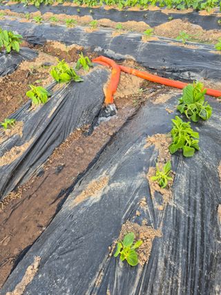 농부님.모두.모두힘님의 기타작물 · 영농일지 작성글 사진