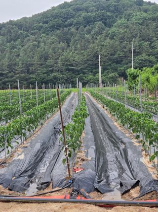 김연후님의 고추 · 영농일지 작성글 사진