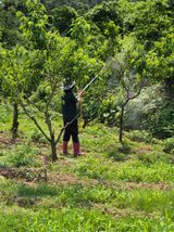 팜모닝 복숭아·영농일지 게시글 이미지