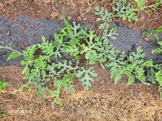 Captain김상곤님의 호박 · 영농일지 작성글 사진