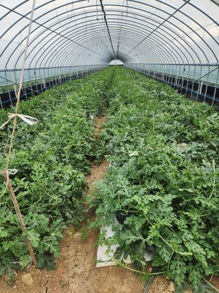 김저팔계님의 기타작물 · 영농일지 작성글 사진