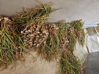 유명숙님의 마늘 · 영농일지 작성글 사진