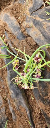 팜모닝 기타작물·영농일지 게시글 이미지