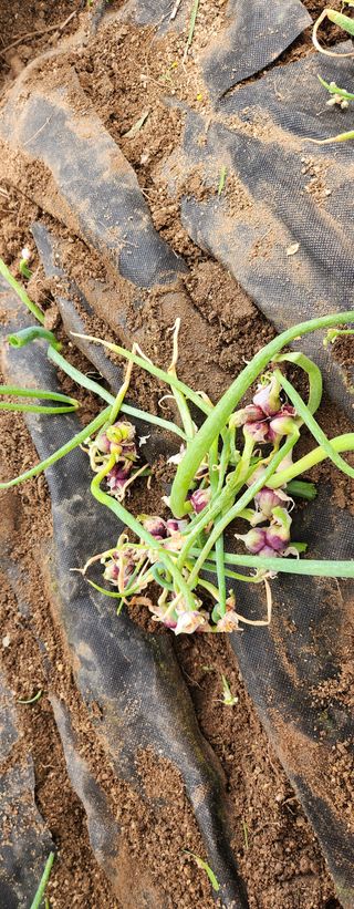 스마일00님의 기타작물 · 영농일지 작성글 사진