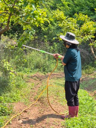 김영진님의 복숭아 · 영농일지 작성글 사진