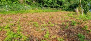 김안재님의 기타작물 · 영농일지 작성글 사진