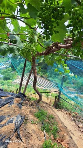 조연만님의 기타작물 · 영농일지 작성글 사진