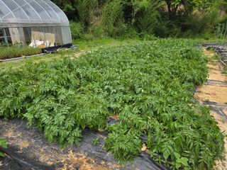 용진님의 고추 · 영농일지 작성글 사진