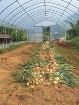 팜모닝 양파·영농일지 게시글 이미지