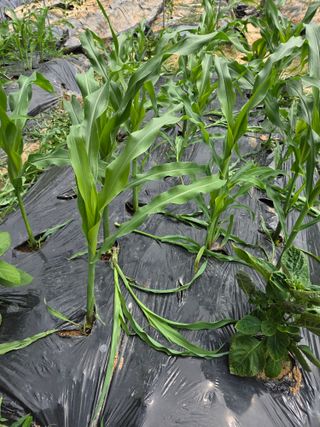 용진님의 고추 · 영농일지 작성글 사진