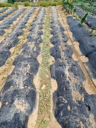 권병☆님의 들깨 · 영농일지 작성글 사진