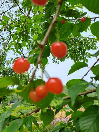 홍성호님의 기타작물 · 영농일지 작성글 사진