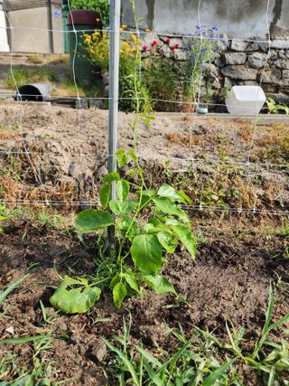 강동신님의 콩 · 영농일지 작성글 사진