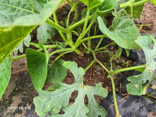 Captain김상곤님의 호박 · 영농일지 작성글 사진