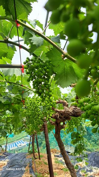 조연만님의 기타작물 · 영농일지 작성글 사진