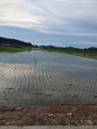 금강석님의 벼 · 영농일지 작성글 사진