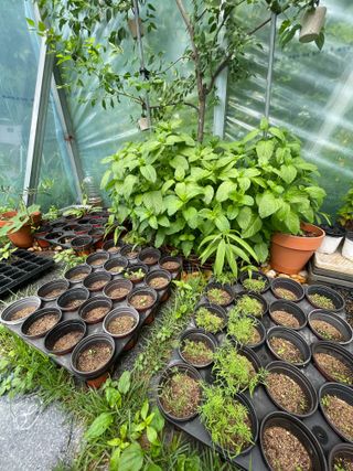 별@노래농장(정씨)님의 벼 · 영농일지 작성글 사진