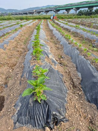 농부님.모두.모두힘님의 기타작물 · 영농일지 작성글 사진