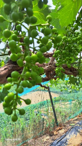 조연만님의 기타작물 · 영농일지 작성글 사진