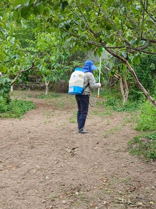 향양농장 사랑합니다님의 상추 · 영농일지 작성글 사진