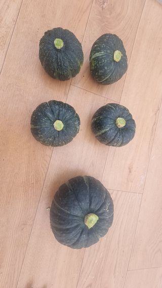 촌사리님의 참깨 · 영농일지 작성글 사진