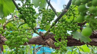 조연만님의 기타작물 · 영농일지 작성글 사진