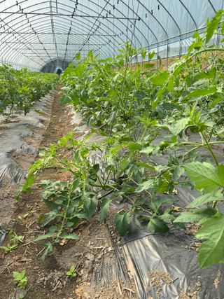 연재홍님의 토마토 · 영농일지 작성글 사진