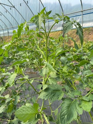 연재홍님의 토마토 · 영농일지 작성글 사진