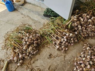 유명숙님의 마늘 · 영농일지 작성글 사진