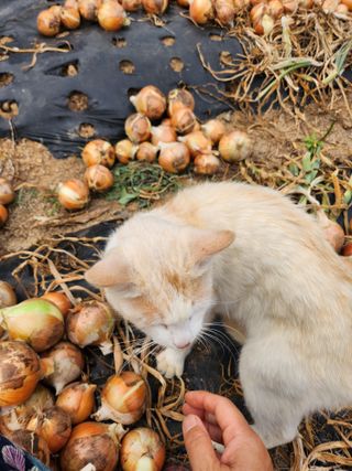 황미순님의 양파 · 영농일지 작성글 사진