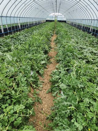 김저팔계님의 기타작물 · 영농일지 작성글 사진