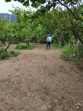 향양농장 사랑합니다님의 상추 · 영농일지 작성글 사진
